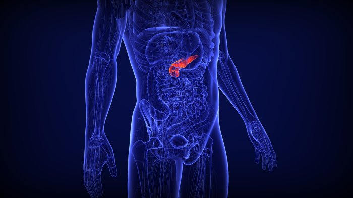 il pancreas nei secoli scoperte e ricerche il suo ruolo nel diabete di tipo 1