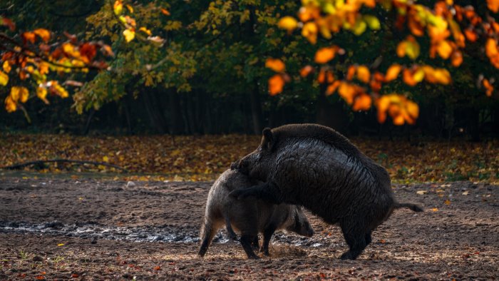ottaviano uomo sbranato da un animale era uscito alla ricerca di funghi