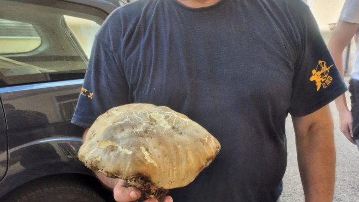meraviglia nei boschi del valdiano trovato porcino di un chilo e mezzo