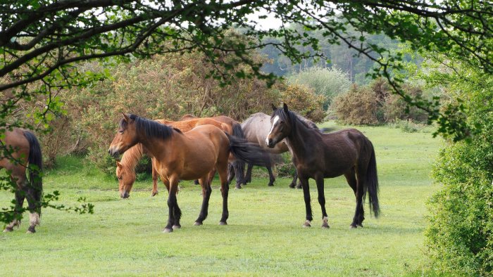 sequestrati tre cavalli vaganti a monte san giacomo