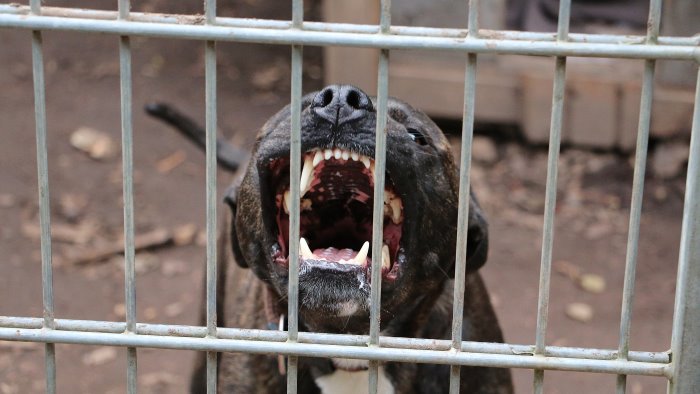 scafati bambino di 9 anni azzannato da un pitbull