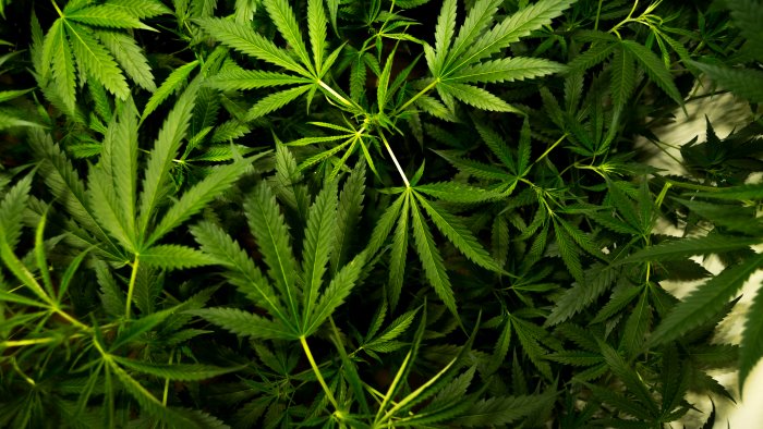 coltiva marijuana per spacciarla arrestato dai carabinieri 50enne