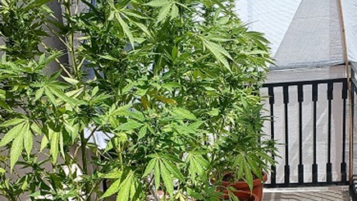 battipaglia coltivava marijuana sul balcone di casa arrestato