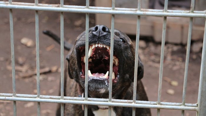 dramma a caselle in pittari bimbo di 3 anni morso alla testa da un cane