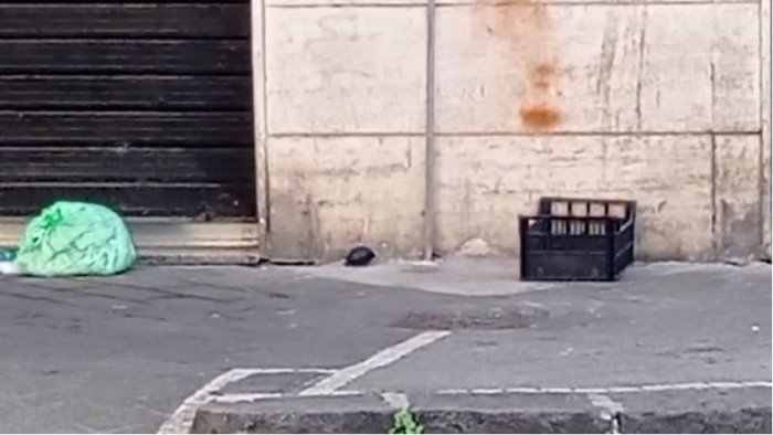 salerno allarme bomba a pastena possibile granata davanti ad un negozio