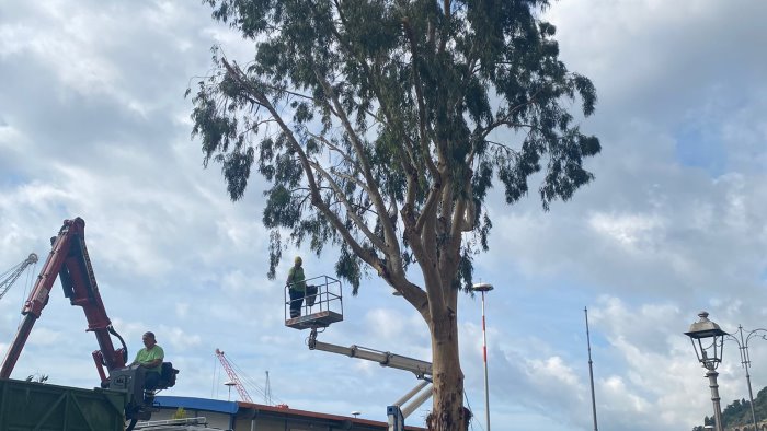 salerno partito il programma di potature in citta