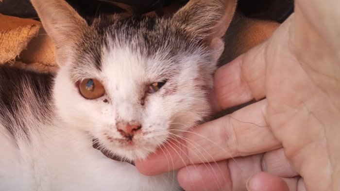 un gattino lanciato in strada da un auto in corsa assurdo