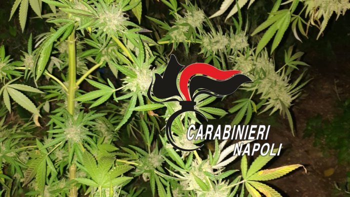 acerra scoperta coltivazione di marijuana denunciato 47enne