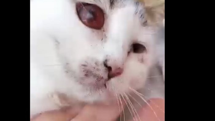 lancia gattina dall auto in corsa e fugge se vi becco vi porto in tribunale