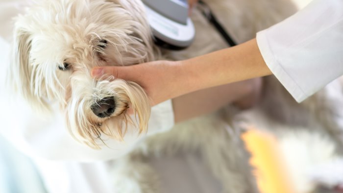 ad agropoli arriva il microchip per cani porta a porta