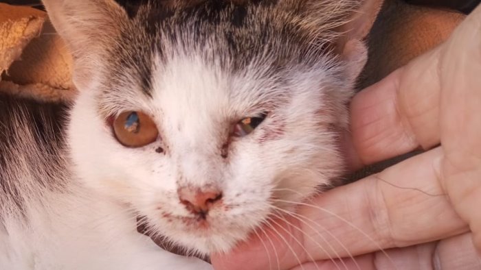 gattina lanciata da auto in corsa fortunata non ce l ha fatta