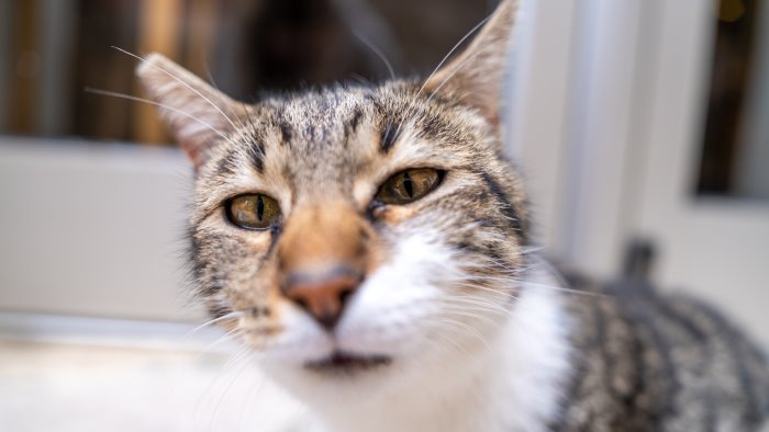 pontecagnano 160 gatti in condizioni igienico sanitarie precarie