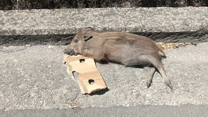 solofra allarme cinghiali il sindaco moretti firma l ordinanza per la cattura