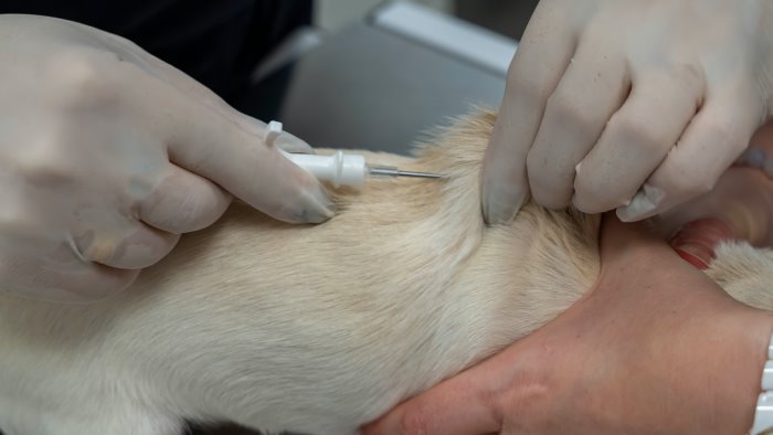 sabato 13 settembre presso il fido park si terra il microchip day