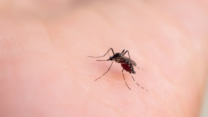 cava de tirreni muore 87enne affetta da west nile