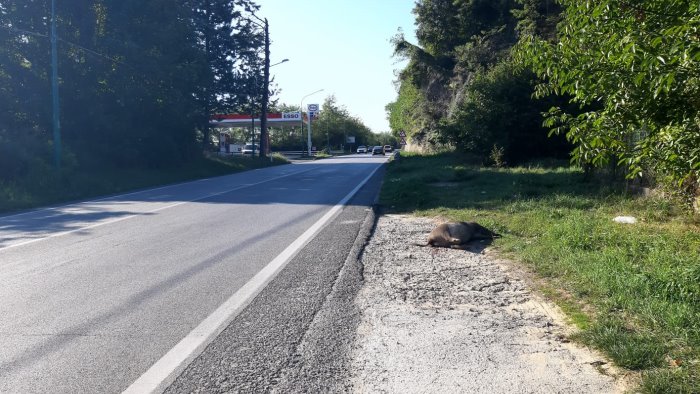 ariano ancora una carcassa di cinghiale lungo la variante