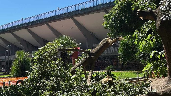 napoli vomero cadono grossi rami da un albero e un continuo