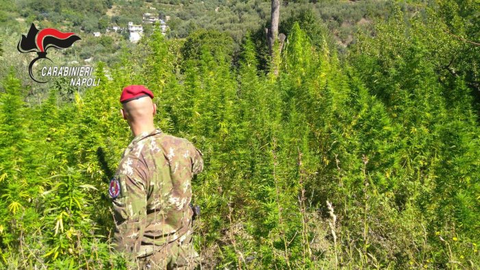 nuova stretta sui territori dei monti lattari sequestri e un arresto