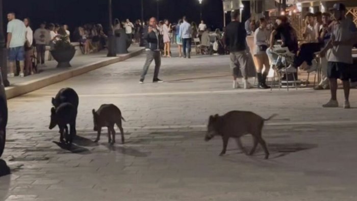 castellabate cinghiali a passeggio sul lungomare