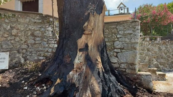 solofra incendiato il secolare tiglio in localita toppolo indagini in corso